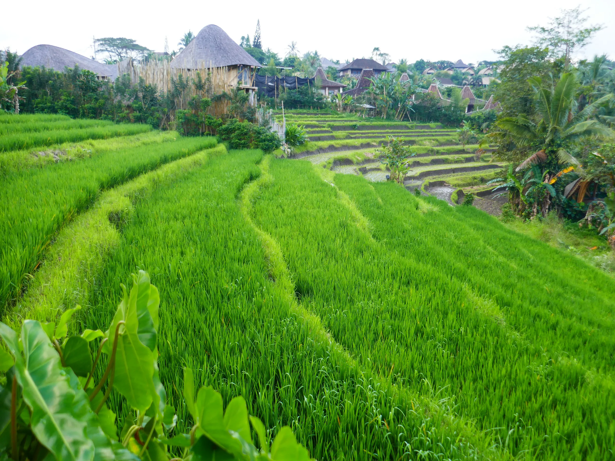 Bali lunch and hike
