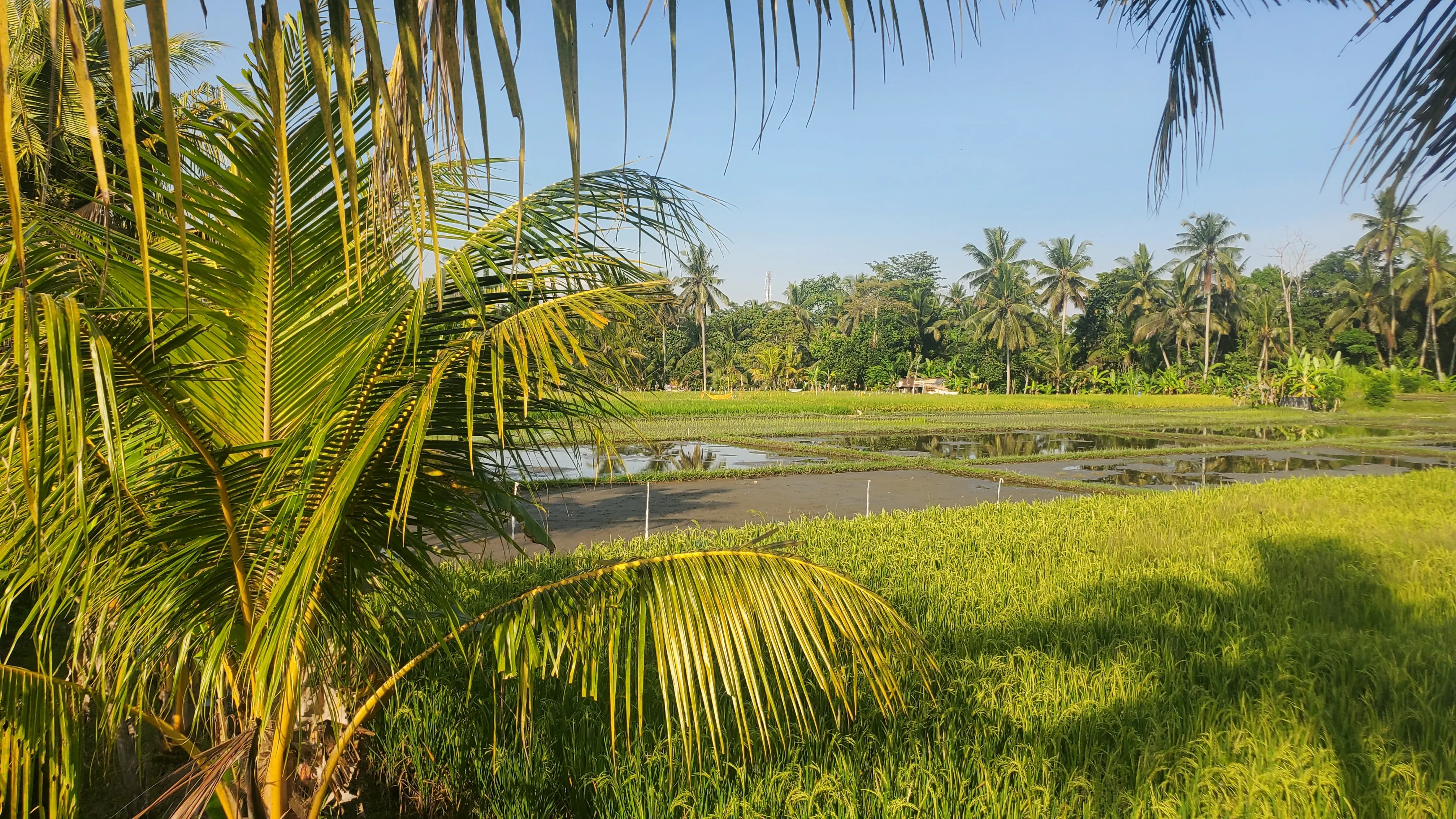Laksmi Rice Fields