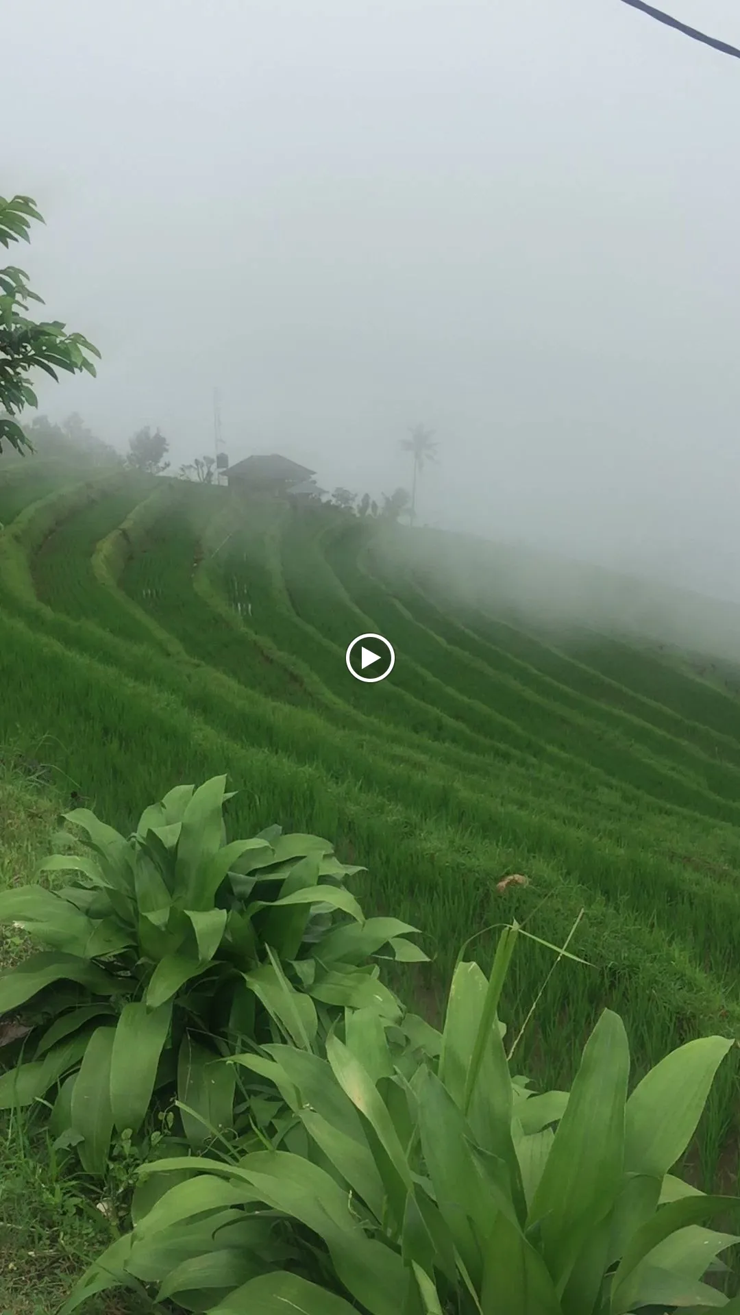Munduk Bali Trekking Adventures