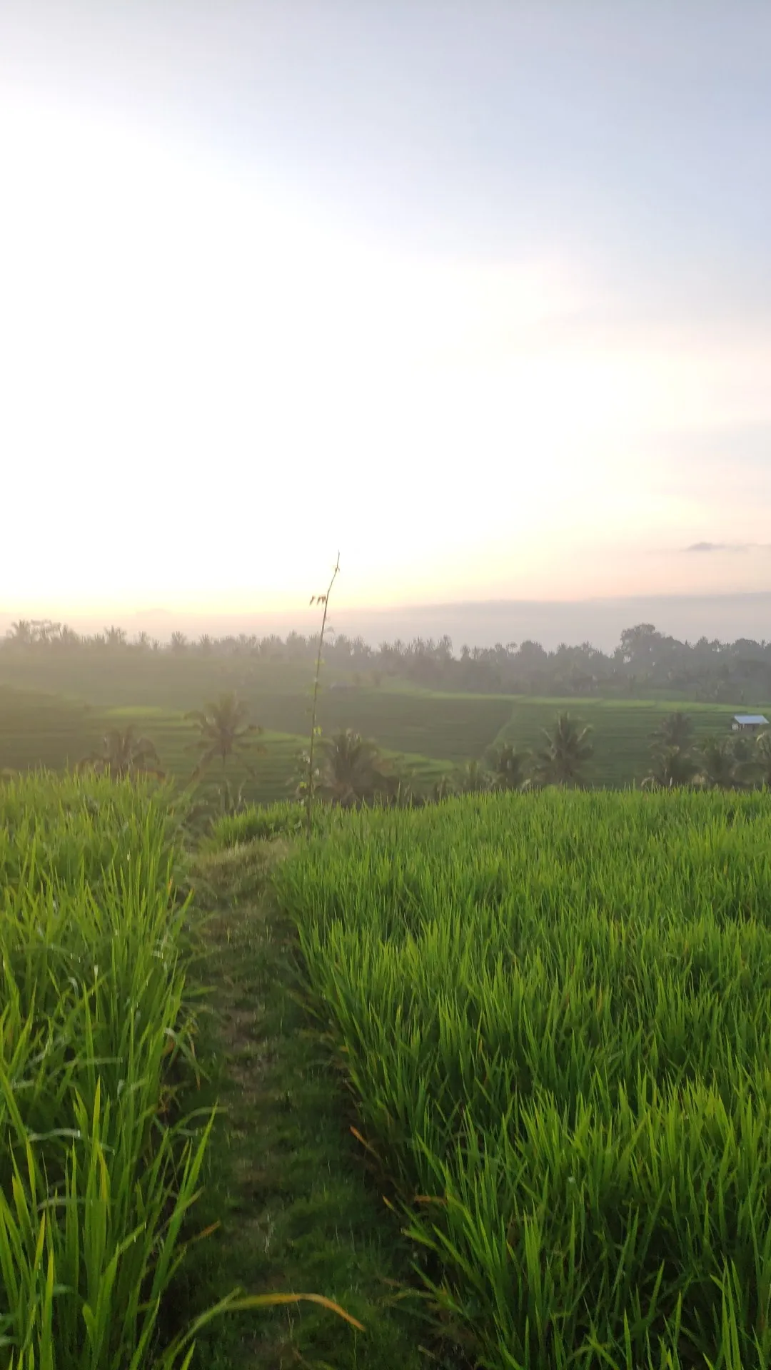 Subak Blimbing